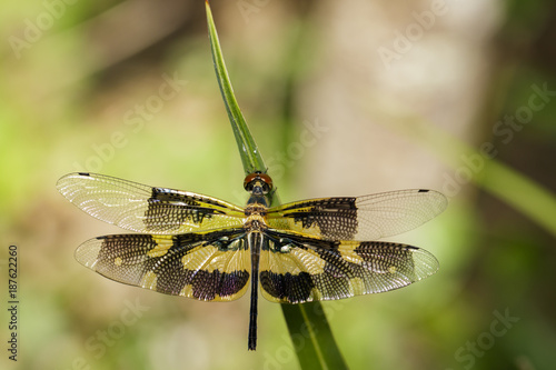 Image of a Variegated Flutterer Dragonfly  Rhyothemis variegata  on nature background. Insect Animal