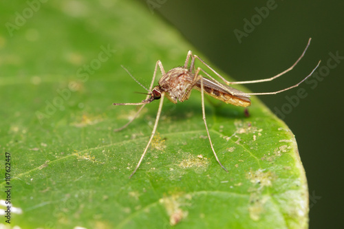 Image of Wild mosquito on green leaves. Insect. Animal © yod67