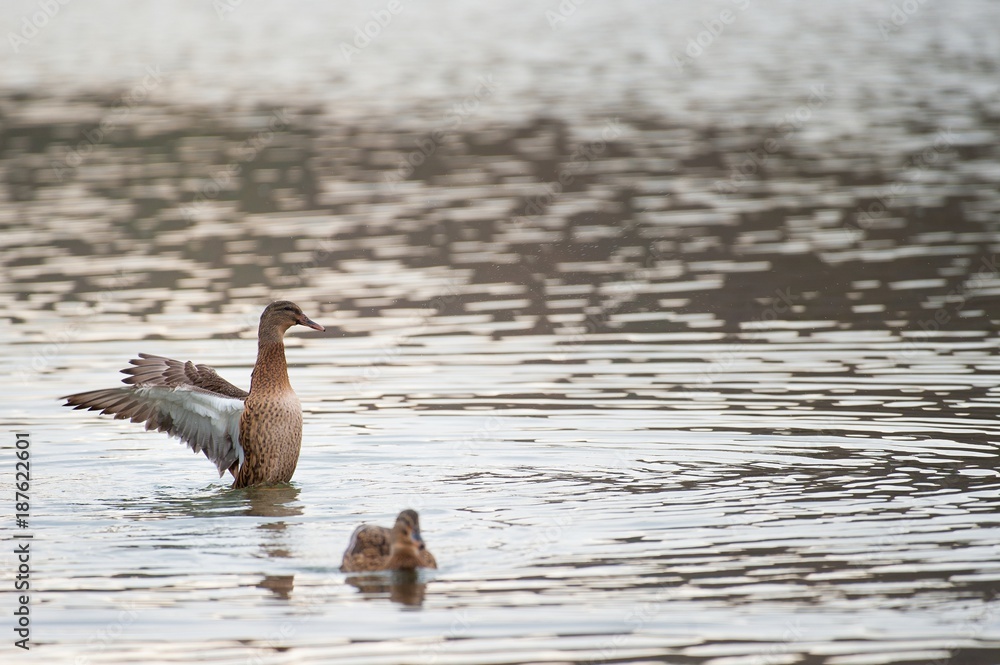 Female Mallard duck with spreading wings Female Mallard duck with spreading wings