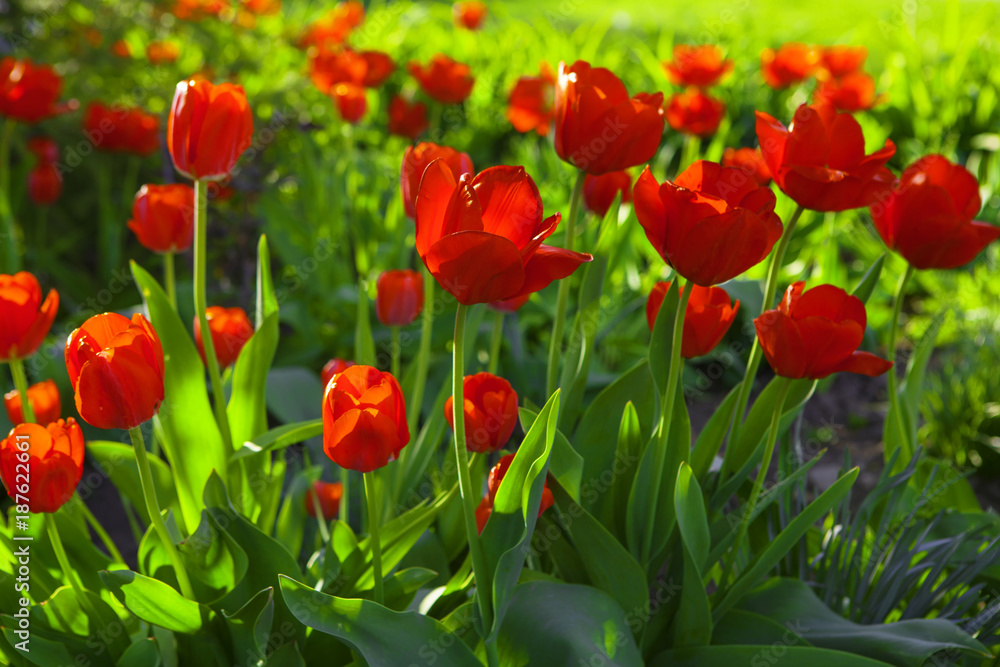 red tulips in the spring