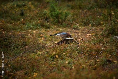 Garrulus glandarius. Expanded throughout Europe. Photographed in Finland. Wildlife of Finland. Beautiful picture. Bird. Free nature. From bird life. Karelia. photo