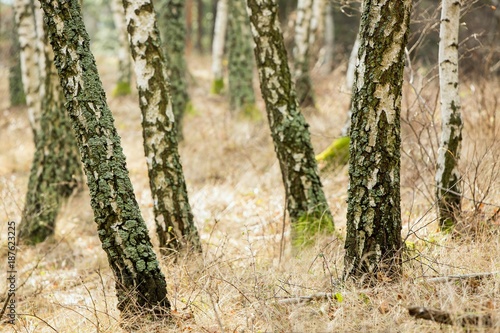 Fototapeta Naklejka Na Ścianę i Meble -  Birch autumn forest. Betula pendula (Silver Birch). Dense forest. White birch trees in row. Country Slovakia, Europe.