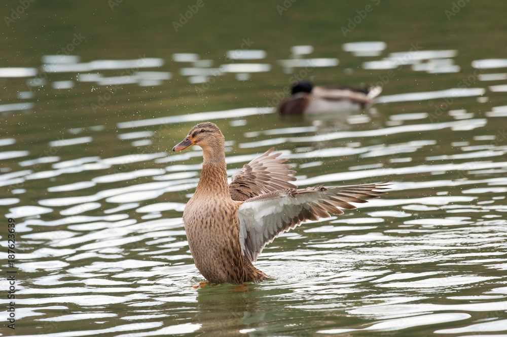 Female Thigh-headed Duck waving with wings Female Thigh-headed Duck waving with wings