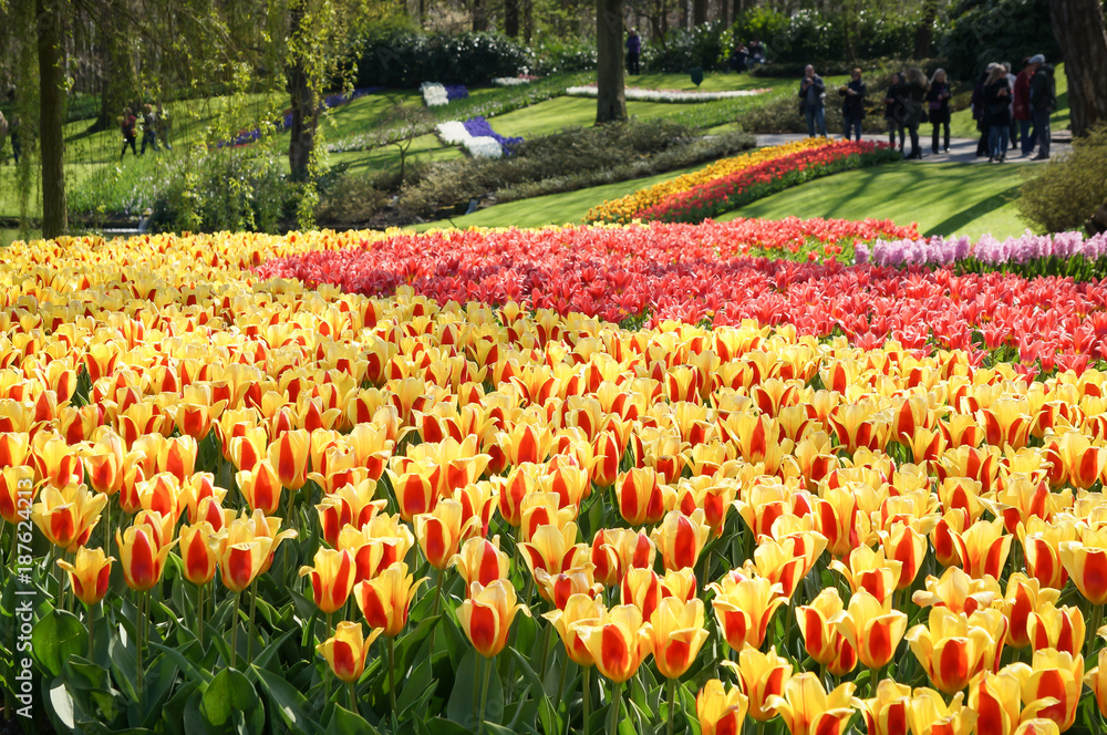 Colorful tulip plantation at Keukenhof in Lisse, Netherlands