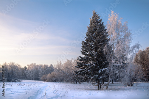 Winter forest covered with snow in sunny day, north landscape with walk trail and two trees together on foreground, white birch near pine tree on blue sky background