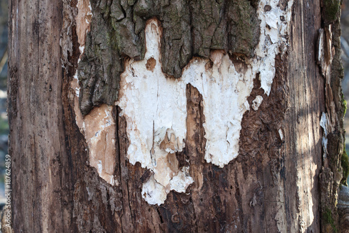 Old wood detailed texture background