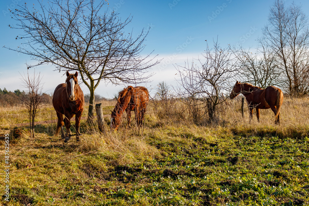 Obraz premium Horses grazing on a green lawn against the blue sky background