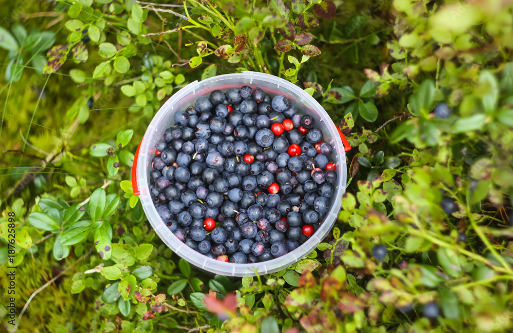 Wild blueberry in summer forest. Wild blueberry in summer forest.