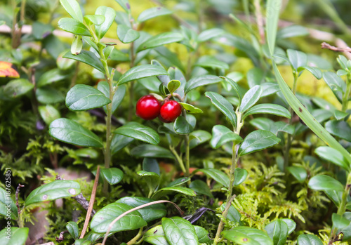Wild cranberry in summer forest.
