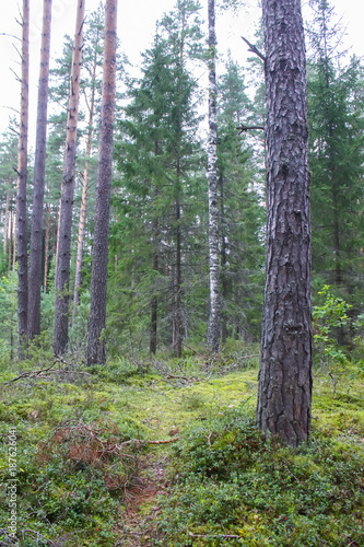 Pine trees in summer forest.