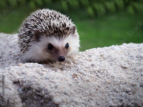 hedgehog small wildlife, with sharp hairs.Cute hedgehog on a natural background,hedgehog standing on the sand