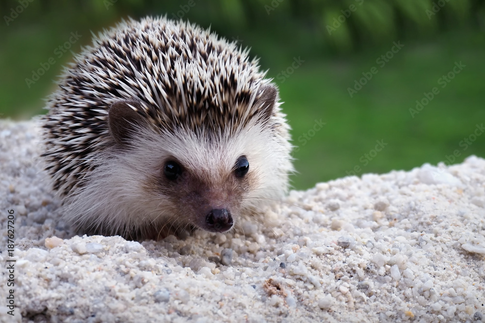 Fototapeta premium Cute hedgehog on a natural background.