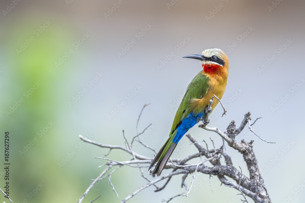 Fototapeta premium White fronted Bee eater in Kruger National park, South Africa