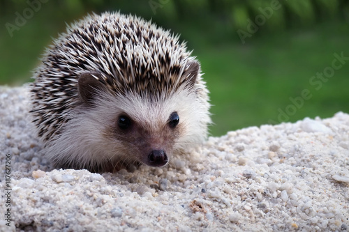 Cute hedgehog on a natural background.