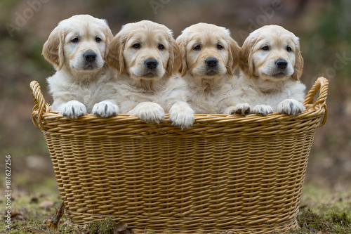 Four Golden Retriever puppies in a basket, outdoors in nature.