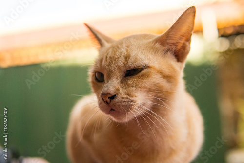 amazing orange cat close up shot, cat in phonm penh photo