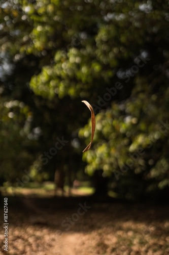 freestanding leaf with trees in the background, flying leaf