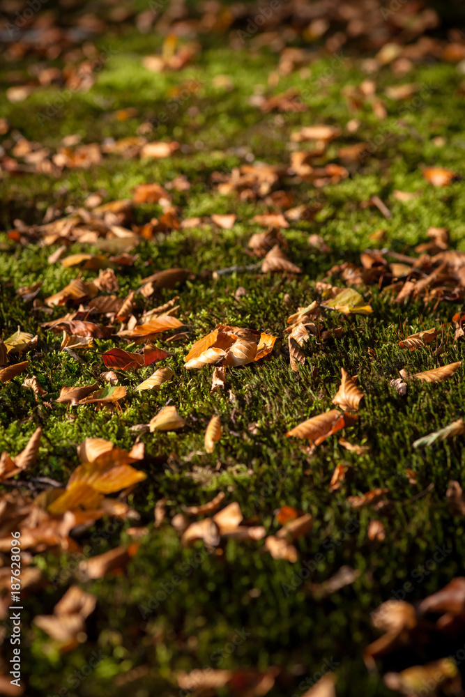 Dry leaves on the freshness green moss and fern background. Dry leaves on the freshness green moss and fern background.