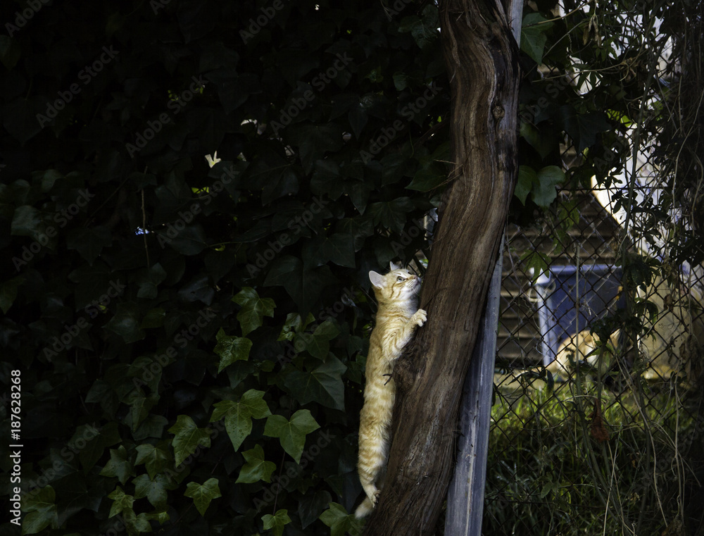 Fototapeta premium Abandoned street cats
