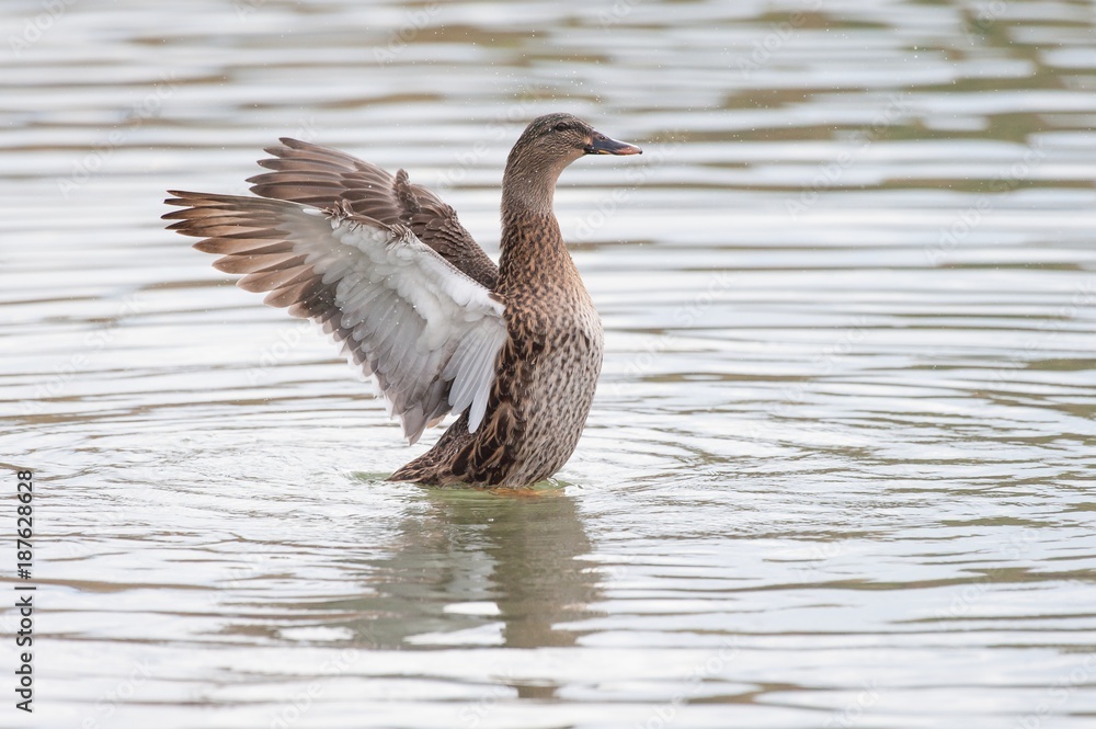 Female Thigh-headed Duck waving with wings Female Thigh-headed Duck waving with wings