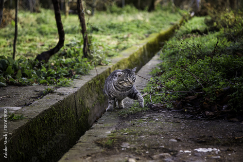 Abandoned street cats