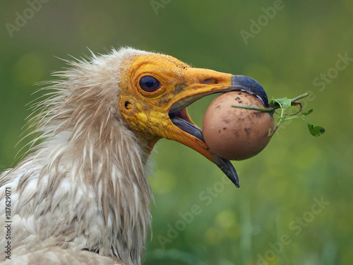 Canvas Print Egyptian vulture (Neophron percnopterus)