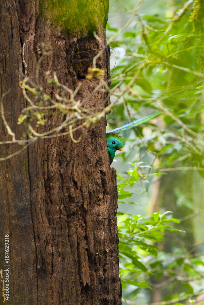 Pharomachrus mocinno, Quetzal in Guatemala, bird symbol, Sierra de las Minas. Pharomachrus mocinno, Quetzal in Guatemala, bird symbol, Sierra de las Minas.