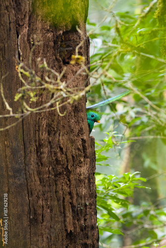 Pharomachrus mocinno, Quetzal in Guatemala, bird symbol, Sierra de las Minas.