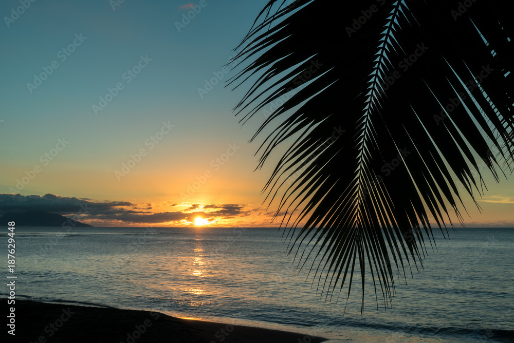 A leaf of palm tree in front of a sunset on an island in Polynesia