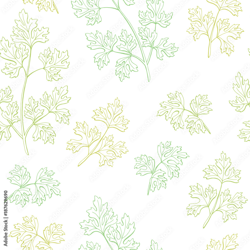 Naklejka Pietruszka roślina zioło graficzny zielony szkic wektor wzór ilustracji