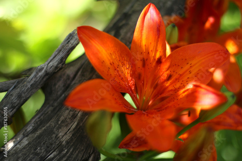Orange lilies in the garden
