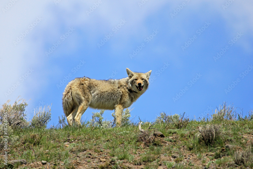 Beautiful Coyote, latin name Canis Latrans, in Yellowstone National Park, Wyoming, USA