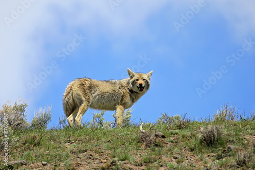 Beautiful Coyote, latin name Canis Latrans, in Yellowstone National Park, Wyoming, USA