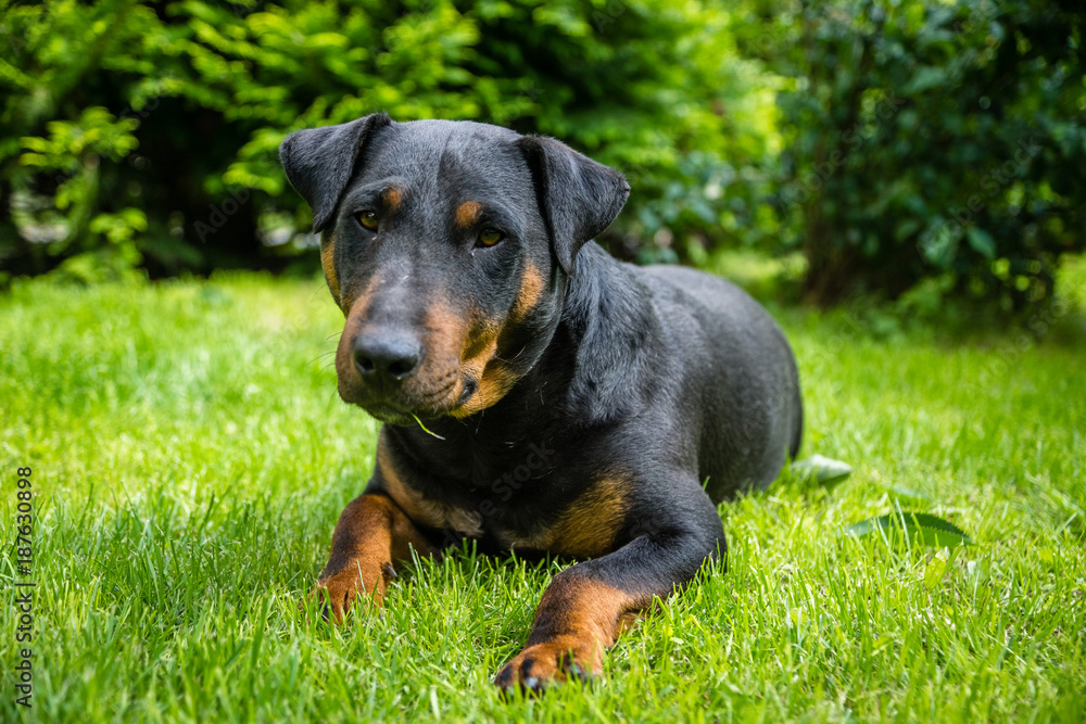 German hunting terrier lying on the grass