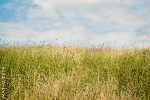 Fotografi Dry grass field of countryside