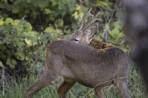 roe deer male