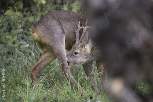 Fototapeta Naklejka Na Ścianę i Meble -  roe deer male