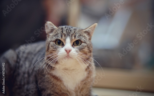 Portrait of an angry striped cat. © Azaliya (Elya Vatel)