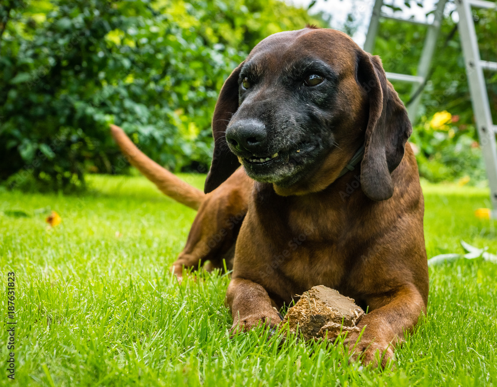 Bavarian Mountain Hound lying on the grass Bavarian Mountain Hound lying on the grass