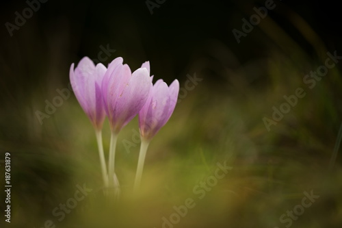 Colchicum autumnale. It is widespread in central  southern and western Europe. Also grown as an ornamental plant. Autumn nature. Wild nature.