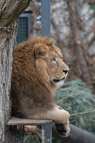 Fototapeta Naklejka Na Ścianę i Meble -  Ruhender Löwe auf einer Plattform