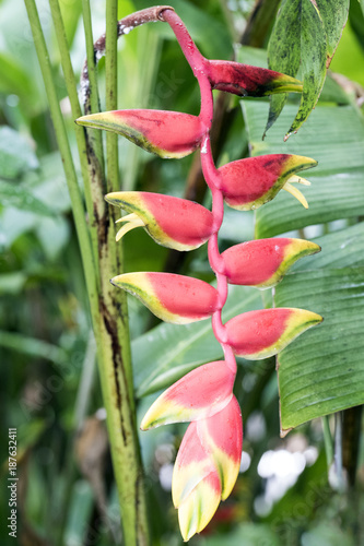 Hanging lobster claw flower photo