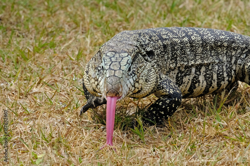 Argentine Black and White Giant Tegu  Tupinambis Merianae or Salvator Merianae  in Uruguay