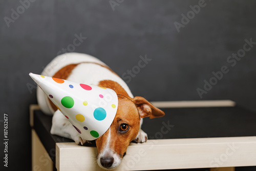 Cute dog in carnival party hat photo