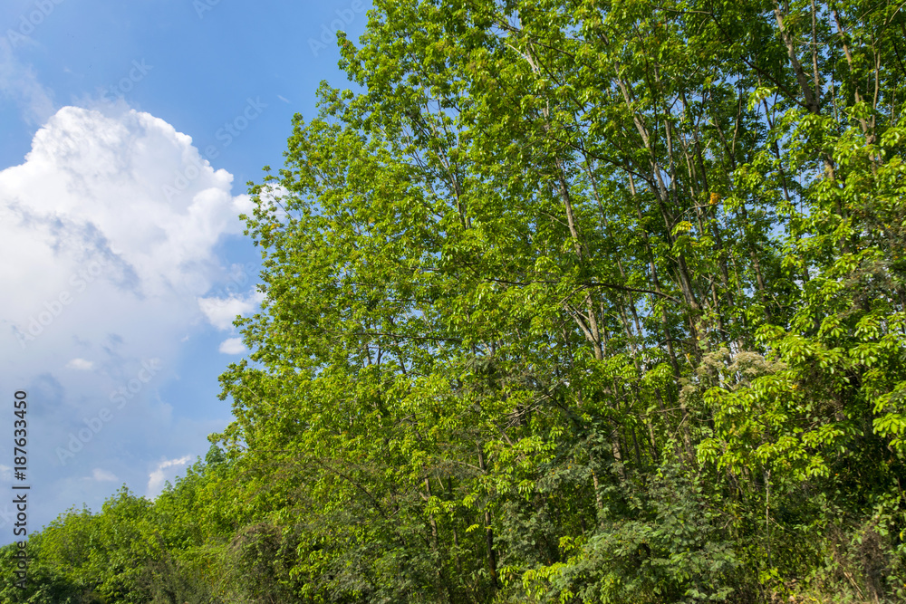 Green tree branches in sunny day with blue sky in Guatemala. Green tree branches in sunny day with blue sky in Guatemala.
