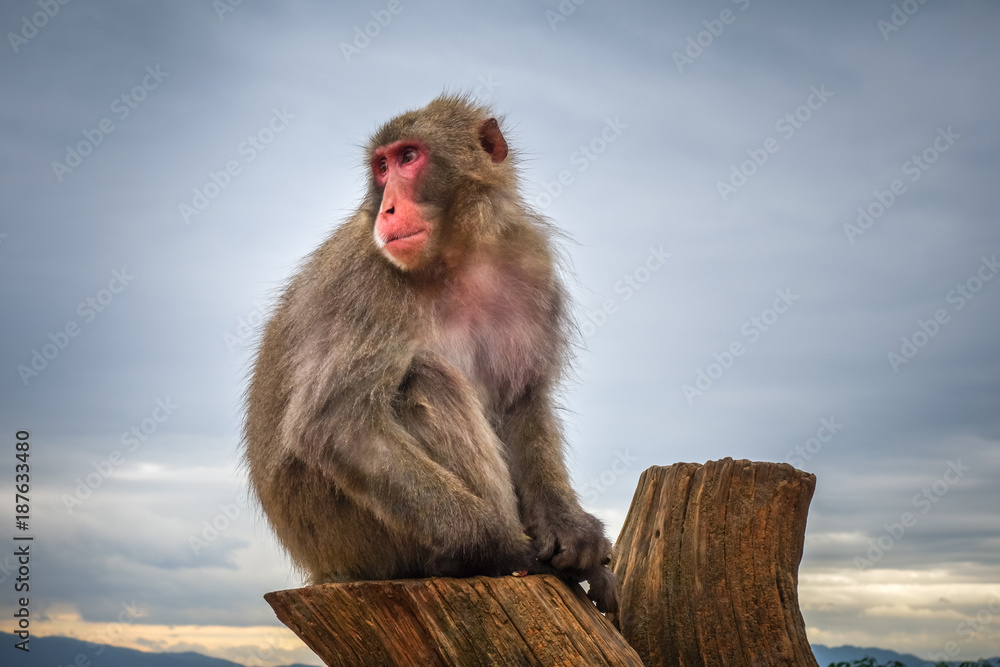 Fototapeta premium Japanese macaque on a trunk, Iwatayama monkey park, Kyoto, Japan