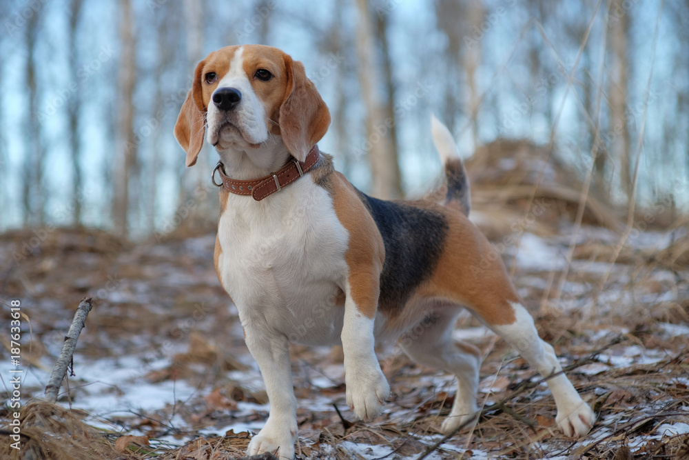 Beagle dog walking in the winter forest
