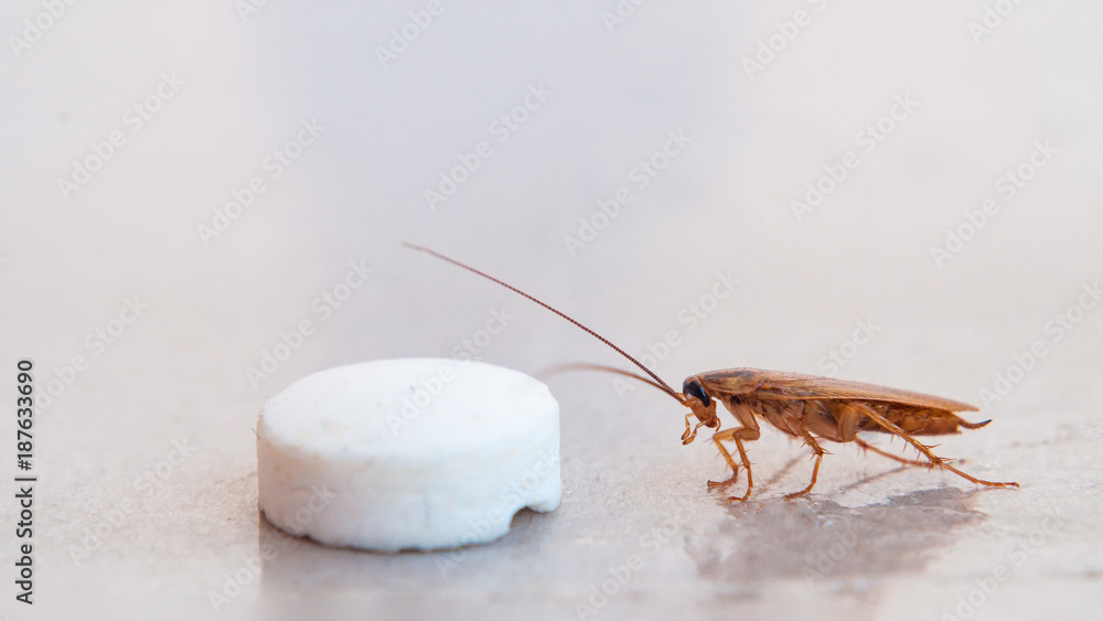 The cockroach crawled to the bait in the form of pills and fall into the trap of sticking to the sticky surface.