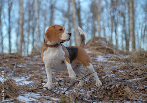 Beagle dog walking in the winter forest