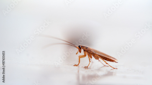 Brown cockroach crawling on the surface.